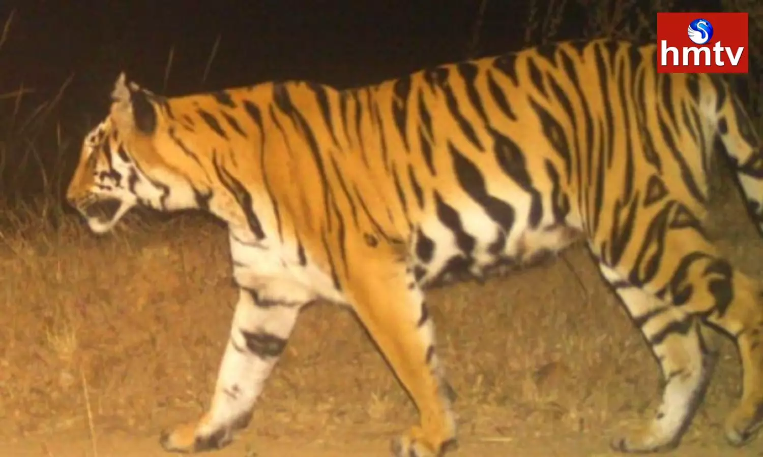 Tiger Hulchul In Komaram Bheem