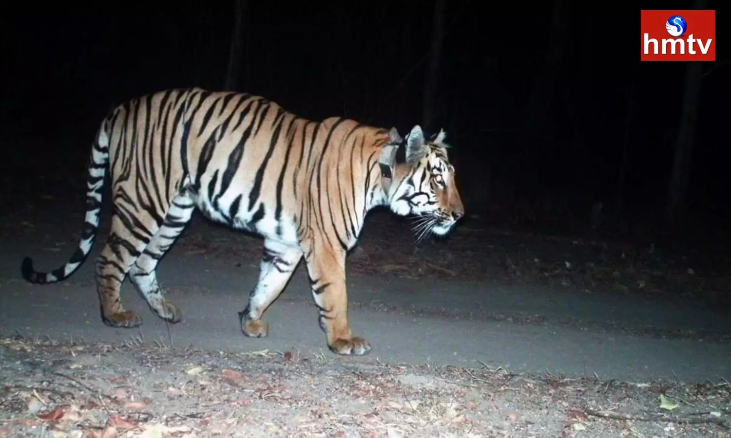 tigers hulchul in asifabad adilabad district