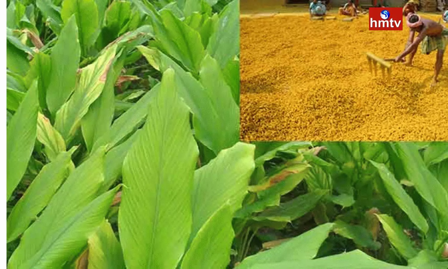 Turmeric Crop Farmers Facing Problems in Seethampeta Manyam