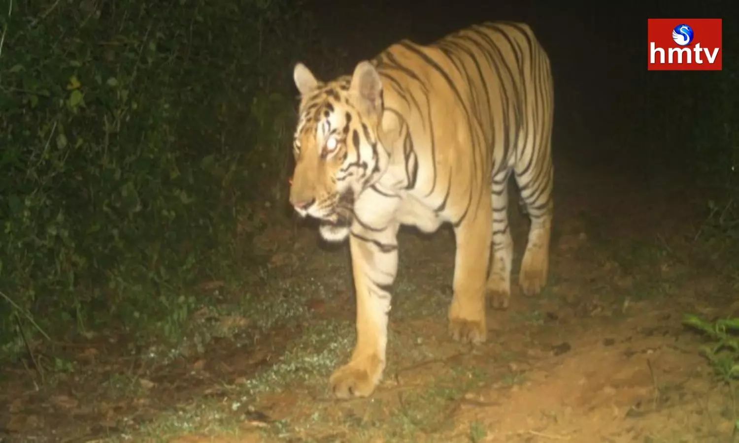 Tiger Hulchul In Butchampeta Manyam District