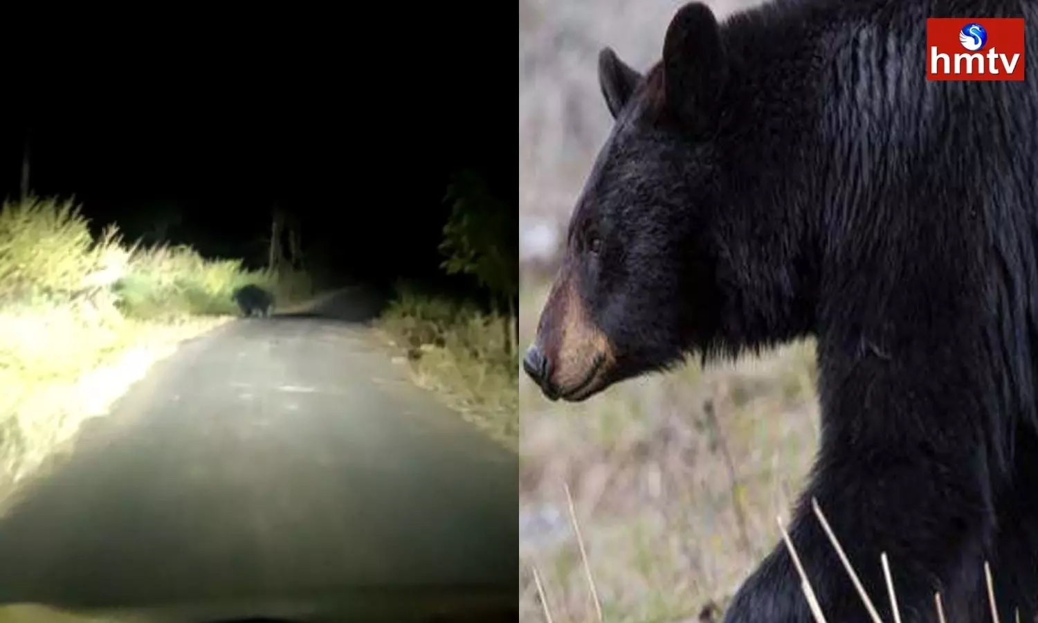 Bear Movement In Kamareddy District