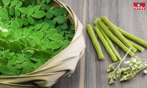 drumstick is a treasure of nutrients everything from the tree to the leaves is medicine drumstick is a treasure of nutrients everything from the tree to the leaves is medicine