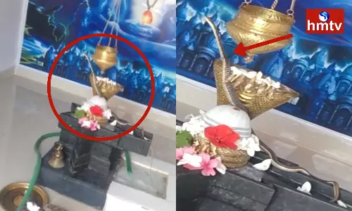 cobra on Shiva lingam in kamareddy district