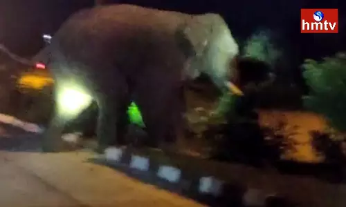 elephant hulchul in gantavooru chitoor district