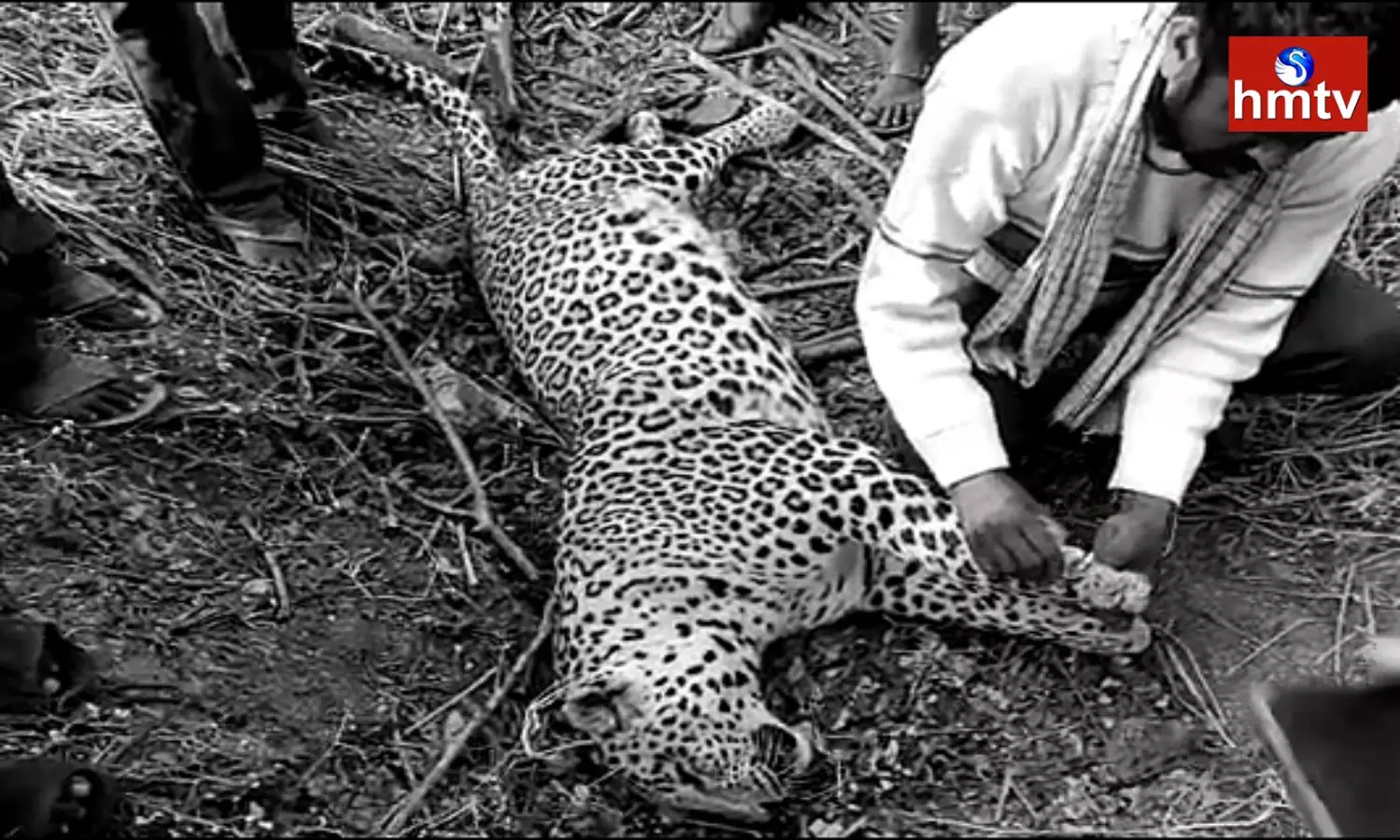 A Cheetah Died In Tatikonda Suburb Of Mahbubnagar District