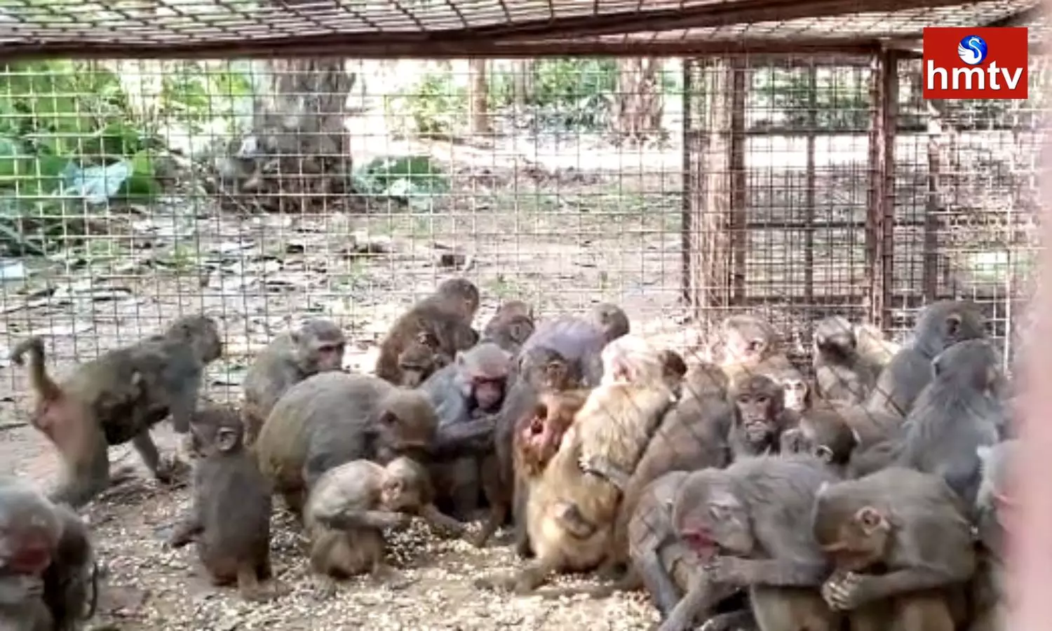 Monkeys Which That Have Been Creating Chaos For Years Have Been Caught Finally