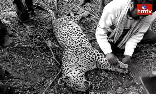 A Cheetah Died In Tatikonda Suburb Of Mahbubnagar District