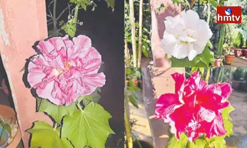 Tricolor Hibiscus In HanamaKonda District