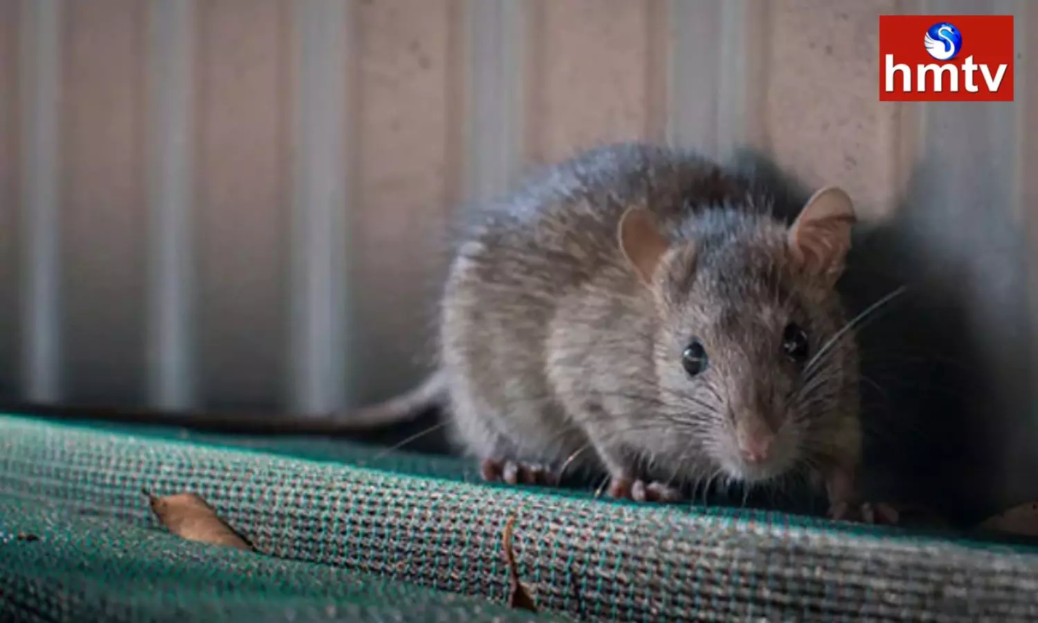 New York City Officials TO Spent Millions of Dollars to cull the Rat Population