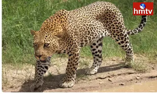 Chirutha Puli HulChul in Khammam District