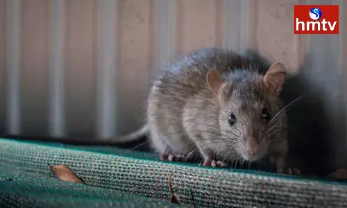 New York City Officials TO Spent Millions of Dollars to cull the Rat Population New York City Officials TO Spent Millions of Dollars to cull the Rat Population