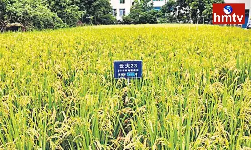 Scientists Give Good News for Farmers Scientists Give Good News for Farmers