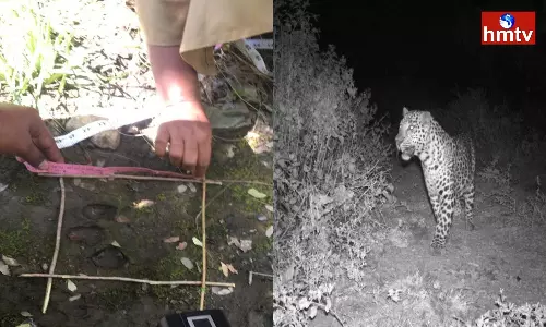 Cheetah Hulchul In Medepalli Khammam District