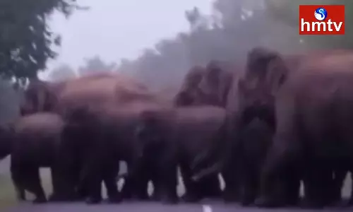 Elephants Hulchul In Chittoor | AP News