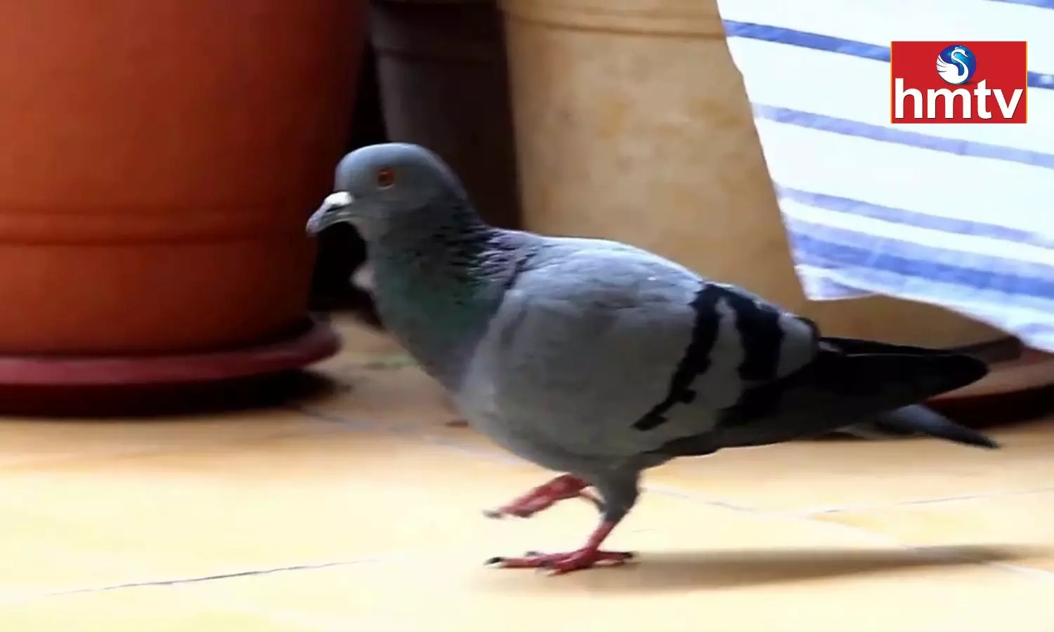 Pigeon Entering the House is an Important Sign Know Whether it is Auspicious or Inauspicious