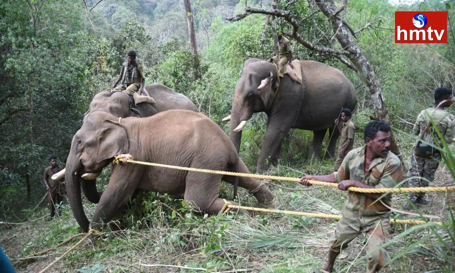 A Herd Of Elephants Came From The Nilgiri Forest