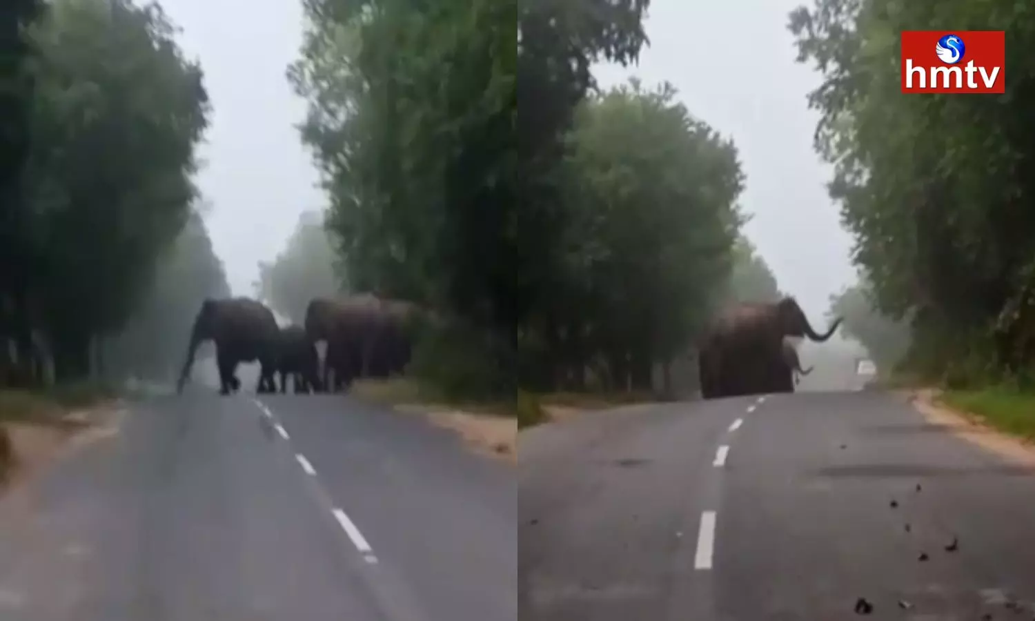 Elephants Hulchul In Palamaneru Mandal Chittoor District