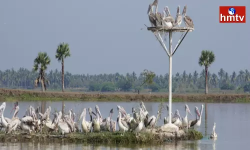 Its The Breeding Season And The Migrant Birds Are Here Already