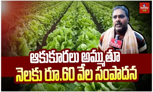 Man Earns Rs. 60,000 Selling Leafy Vegetables Man Earns Rs. 60,000 Selling Leafy Vegetables