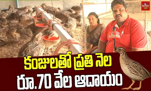 Profitable Income Raising by Quail Birds Farming Profitable Income Raising by Quail Birds Farming