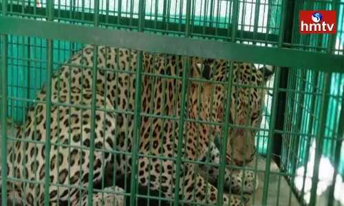 Chirutha Rescue Operation Concluded in Sangareddy District