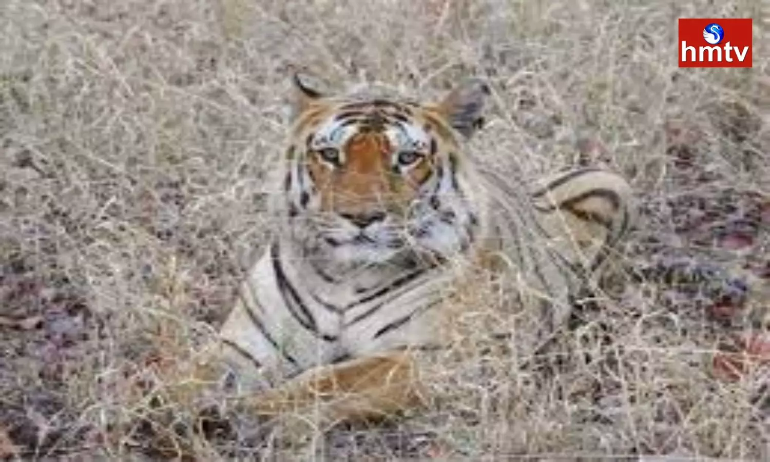Tiger Wandering In Merakamudim Mandal Of Vizianagaram
