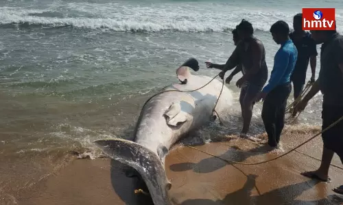 A Huge whale at Yarada Beach in Visakhapatnam
