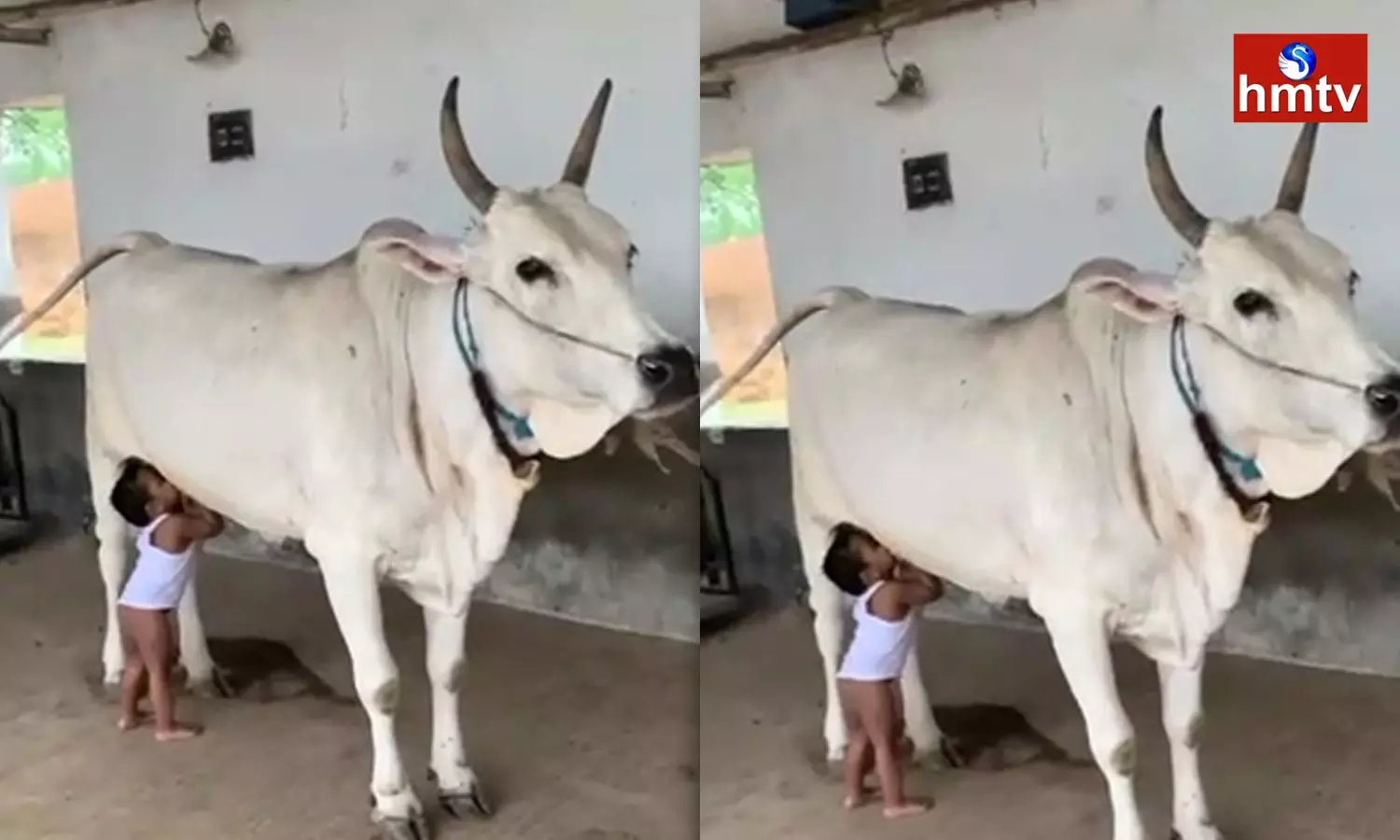 Cow Showing Mothers Love | AP News Cow Showing Mothers Love | AP News