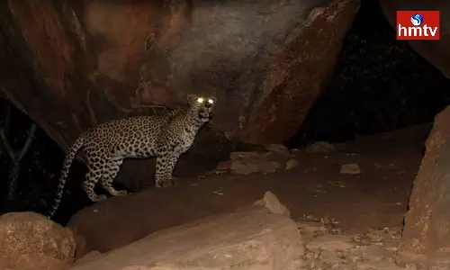 Leopard in Kurnool District | AP News Leopard in Kurnool District | AP News