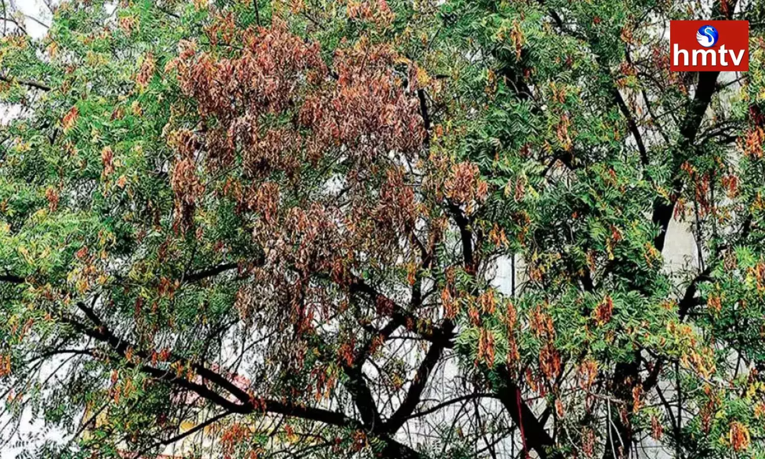 Neem Trees are Drying up in Siddipet
