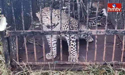 Leopard Caught In Tirupati