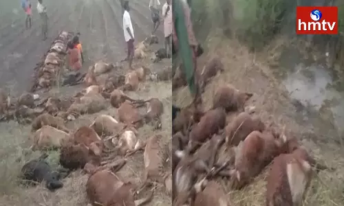 Sheeps Died in Kurnool District