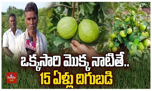 Farmer Success Story on Taiwan Guava Farming in Anantapur Farmer Success Story on Taiwan Guava Farming in Anantapur
