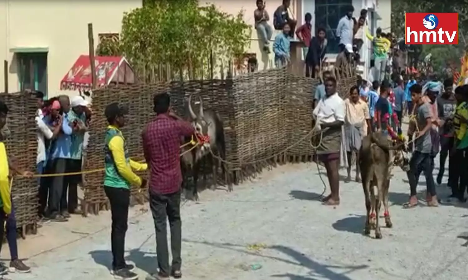 Jallikattu Celebrations In Tirupati District