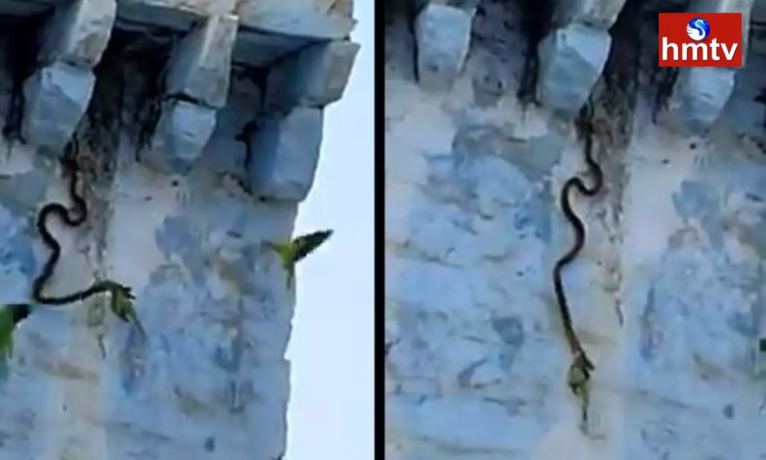 Snake Attack on Parrot in Sangareddy