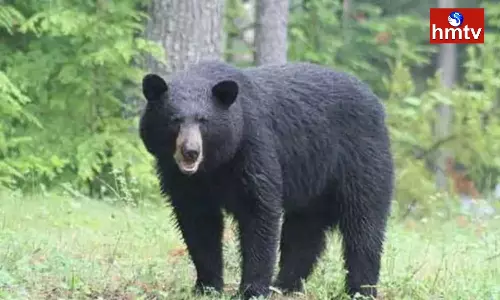 A Volunteer was Attacked by a Bear in Anantapur District