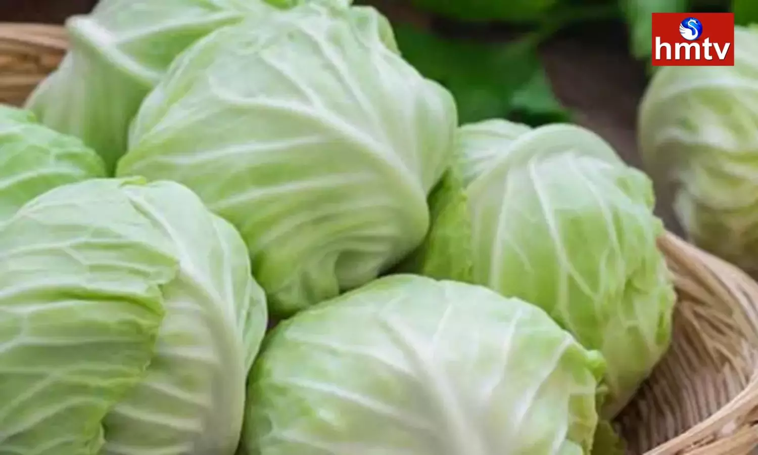 Cabbage Does not Contain Calories Eating it in Winter has Amazing Benefits