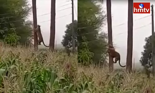 Cheetahs in Sri Sathya Sai District