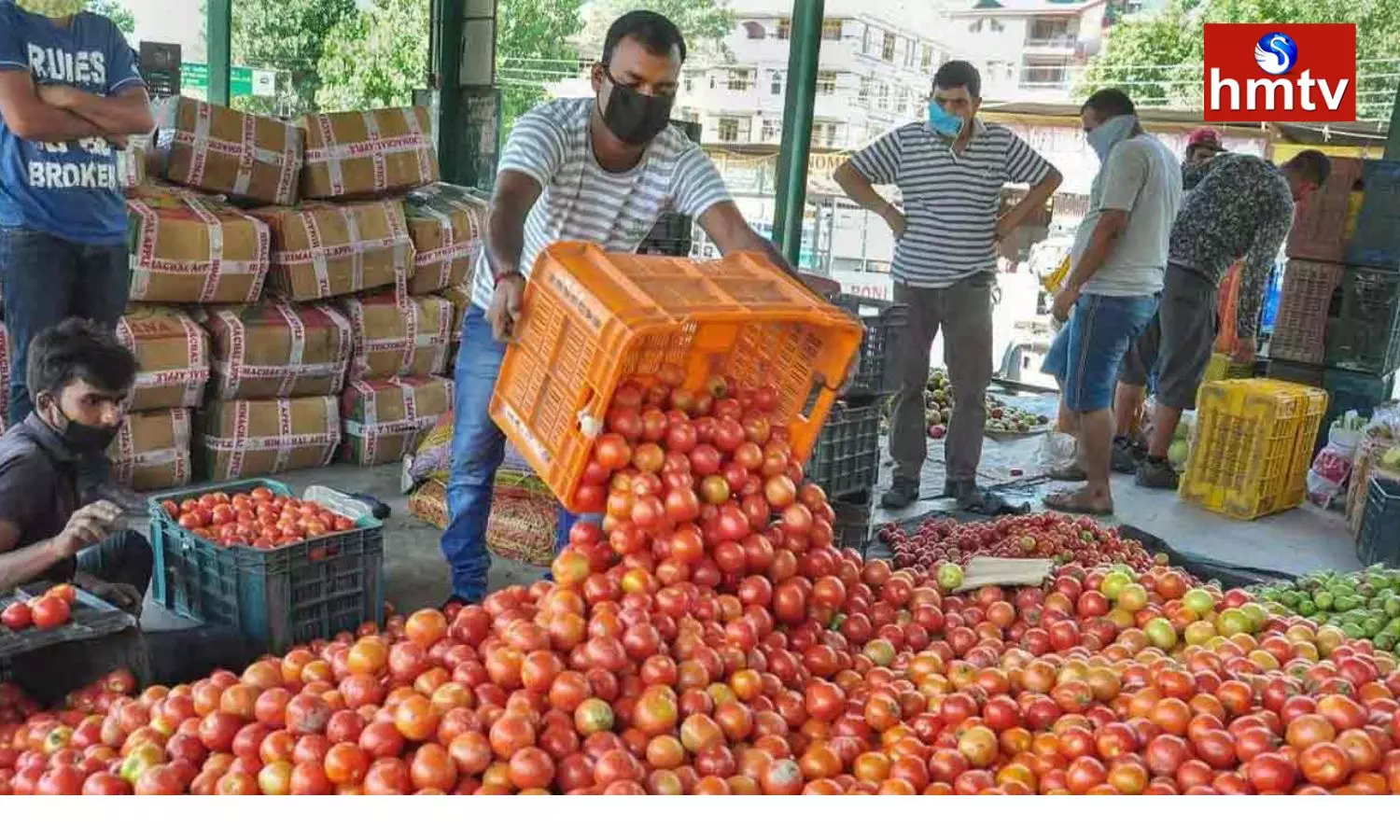 Farmers are Worried about the fall in the Price of Tomato
