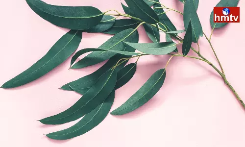 Do Not Plant Eucalyptus Trees On Farm Ridges The Whole Crop Will Be Destroyed Do Not Plant Eucalyptus Trees On Farm Ridges The Whole Crop Will Be Destroyed