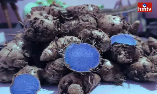 Black Turmeric Has Wonderful Medicinal Properties You will Get Relief from these Diseases