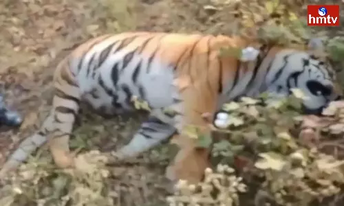 A Tiger Died in Chandrapur District of Maharashtra A Tiger Died in Chandrapur District of Maharashtra