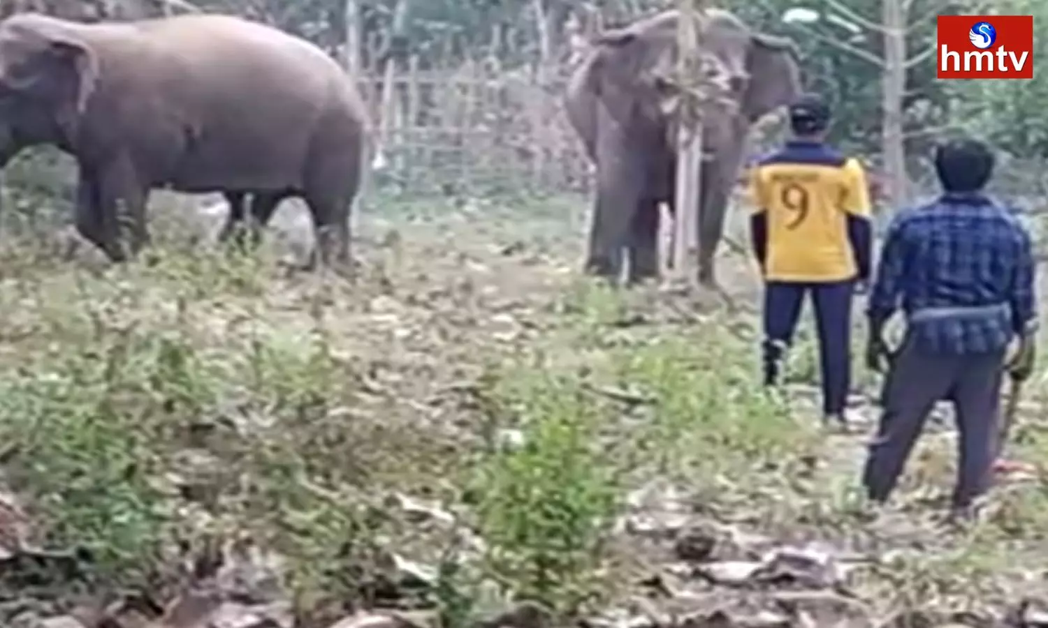 Elephant Disaster In  Parvathipuram Manyam