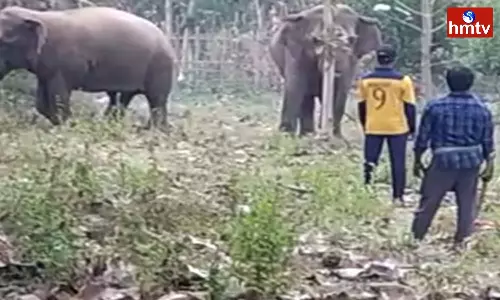 Elephant Disaster In  Parvathipuram Manyam