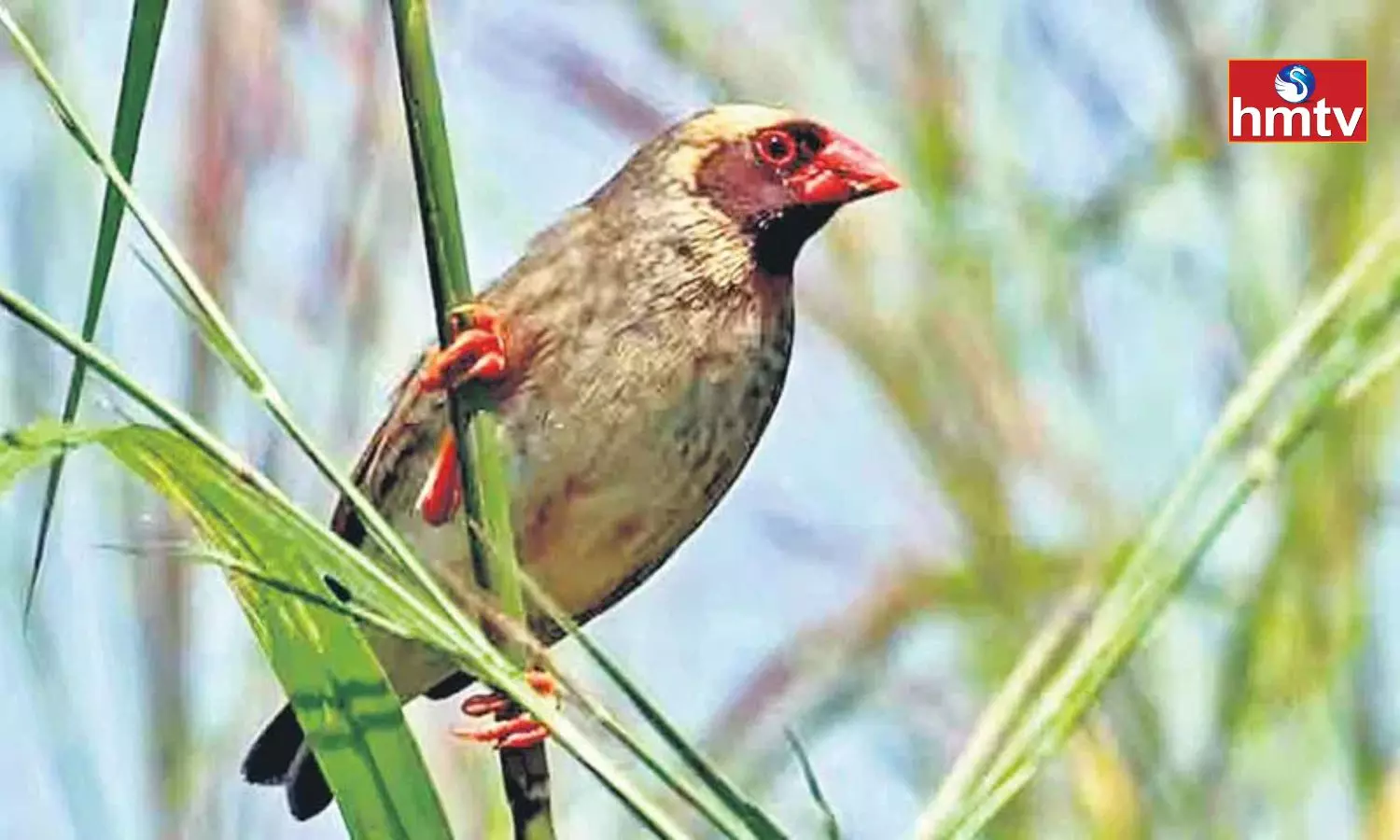 Kenya Declares war Against Millions of Quelea Birds
