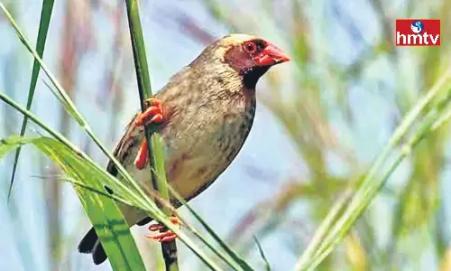 Kenya Declares war Against Millions of Quelea Birds