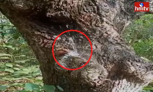 Bizarre Continuously Water Comes From a Tree In Alluri District Bizarre Continuously Water Comes From a Tree In Alluri District