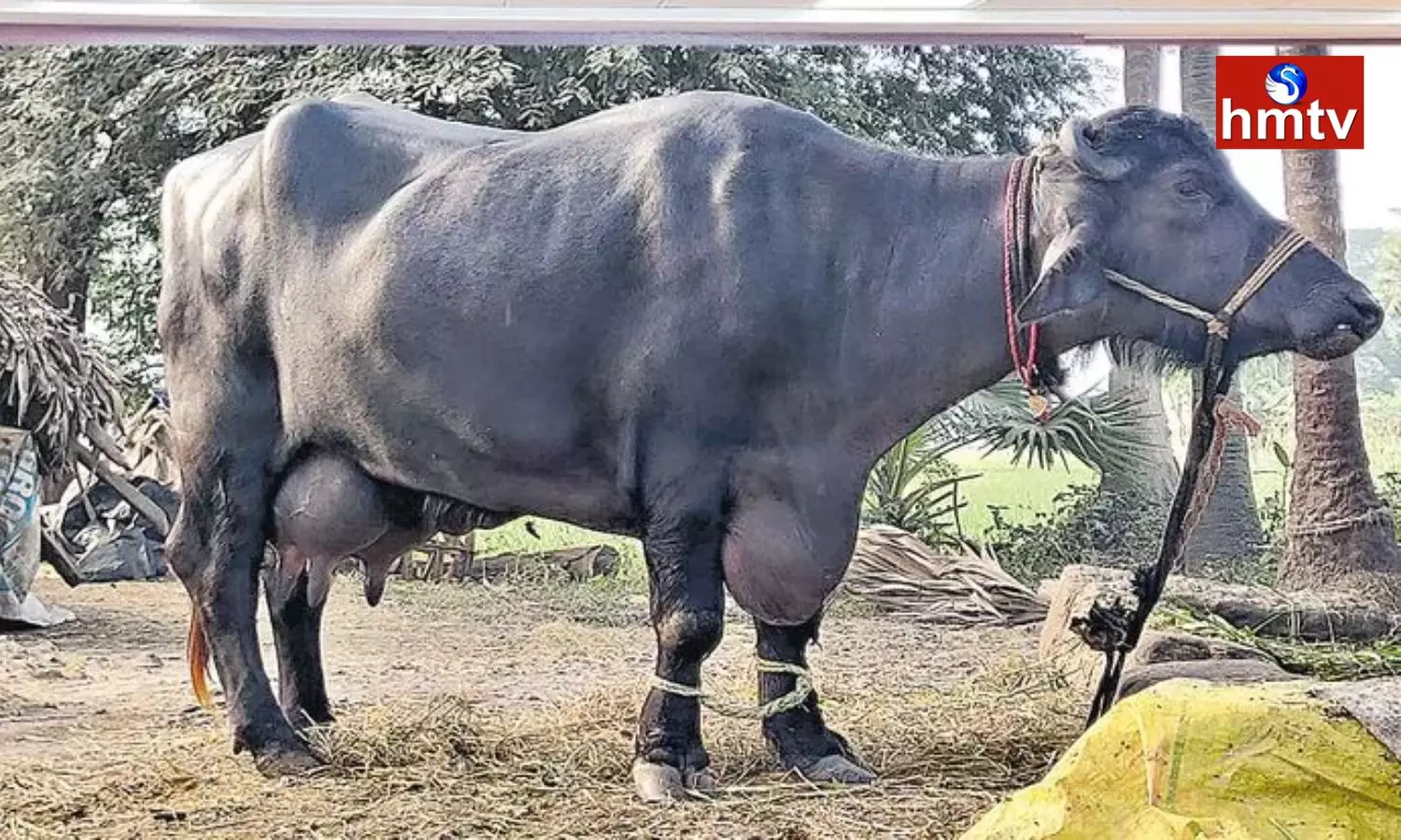 Murrah Buffalo Gives 26 Liters Milk Per Day in Konaseema
