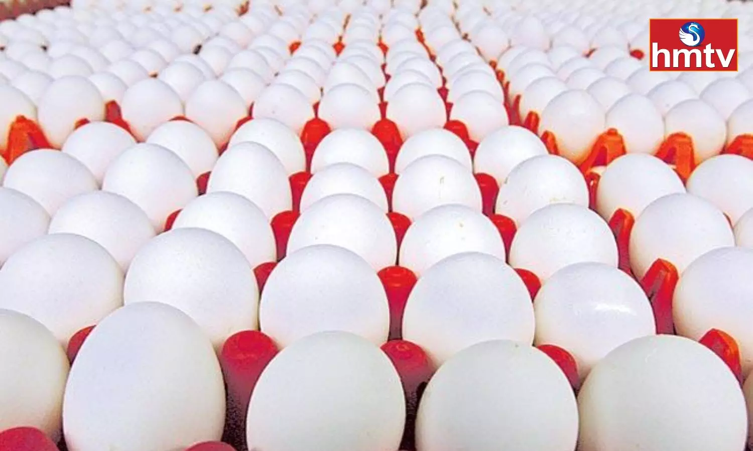 Egg Prices Skyrocketed in Telangana