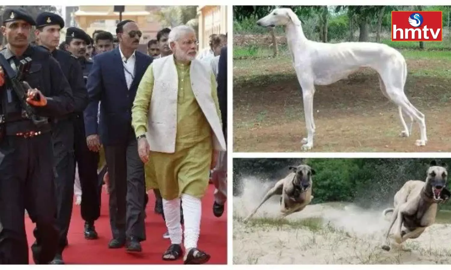 Desi Dog Breed Included in PM Modis Security